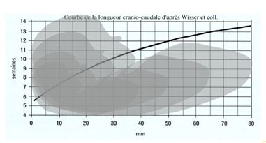courbe croissance embryon